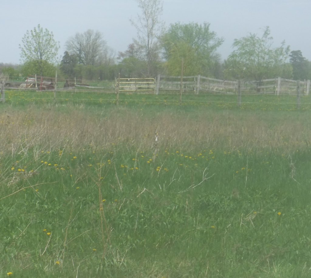 WaterPuppetry's tweet photo. Spot the bobolink? #grasslander https://t.co/YF8Og4XgYz