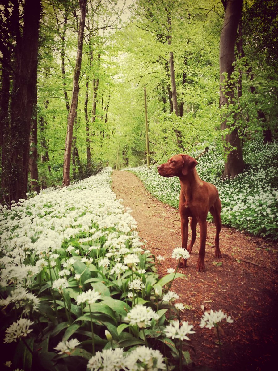 baldyman71's tweet photo. @JuliaBradbury @MQmentalhealth So true Julia. This is where I go with my dog to decompress. https://t.co/2RLo65sLfl