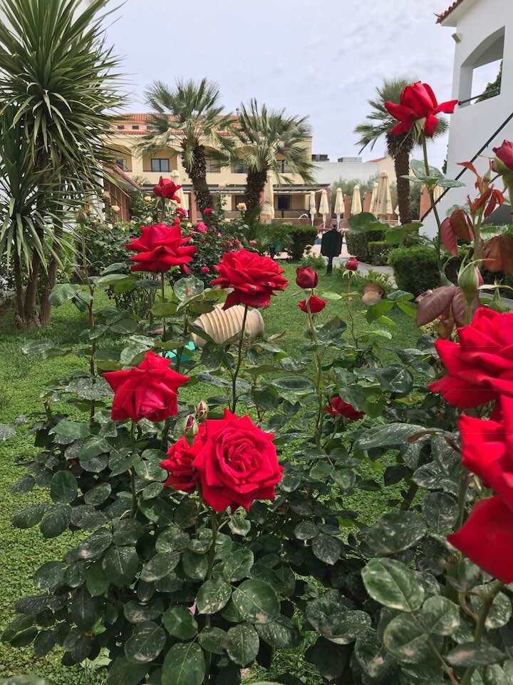 AlkyonHotelSpa's tweet image. Καλημέρα σε όλους, από τον ευωδιαστό τριανταφυλλένιο κήπο του Alkyon Resort Hotel &amp;amp; Spa! 🌹🌹🌹
Βραχάτι Κορινθίας, τηλ. 27410 52010, 210 6425393
alkyonhotel.gr
#Alkyon_Resort_Hotel_Spa #Vrahati #SpringWellbeing #Spa_Center #FamilyCare #Vrachati #Corinth #Peloponnese