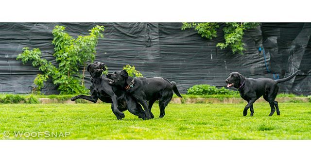 WoofGroup's tweet image. The play.