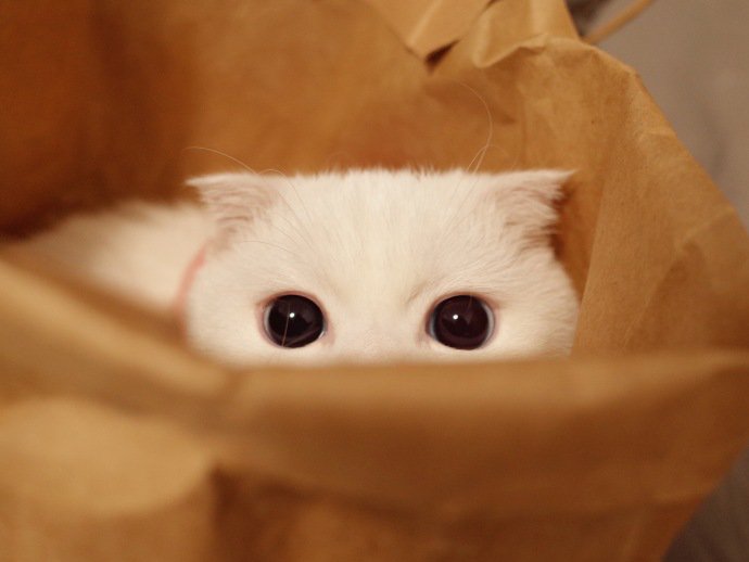 Petwant's tweet photo. I am watching you! https://t.co/8oVxBWlQQA