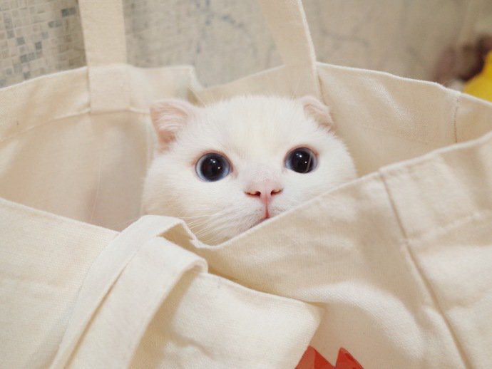 Petwant's tweet photo. I am watching you! https://t.co/8oVxBWlQQA