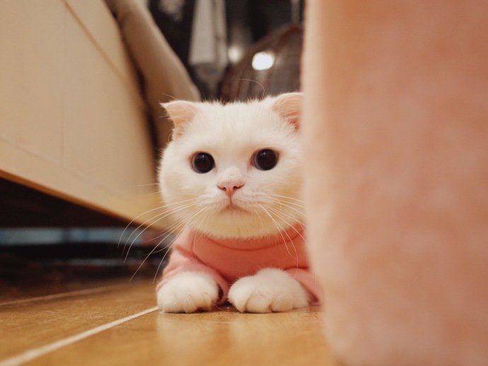 Petwant's tweet photo. I am watching you! https://t.co/8oVxBWlQQA