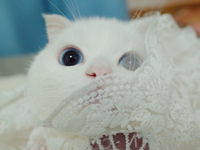 Petwant's tweet photo. I am watching you! https://t.co/8oVxBWlQQA