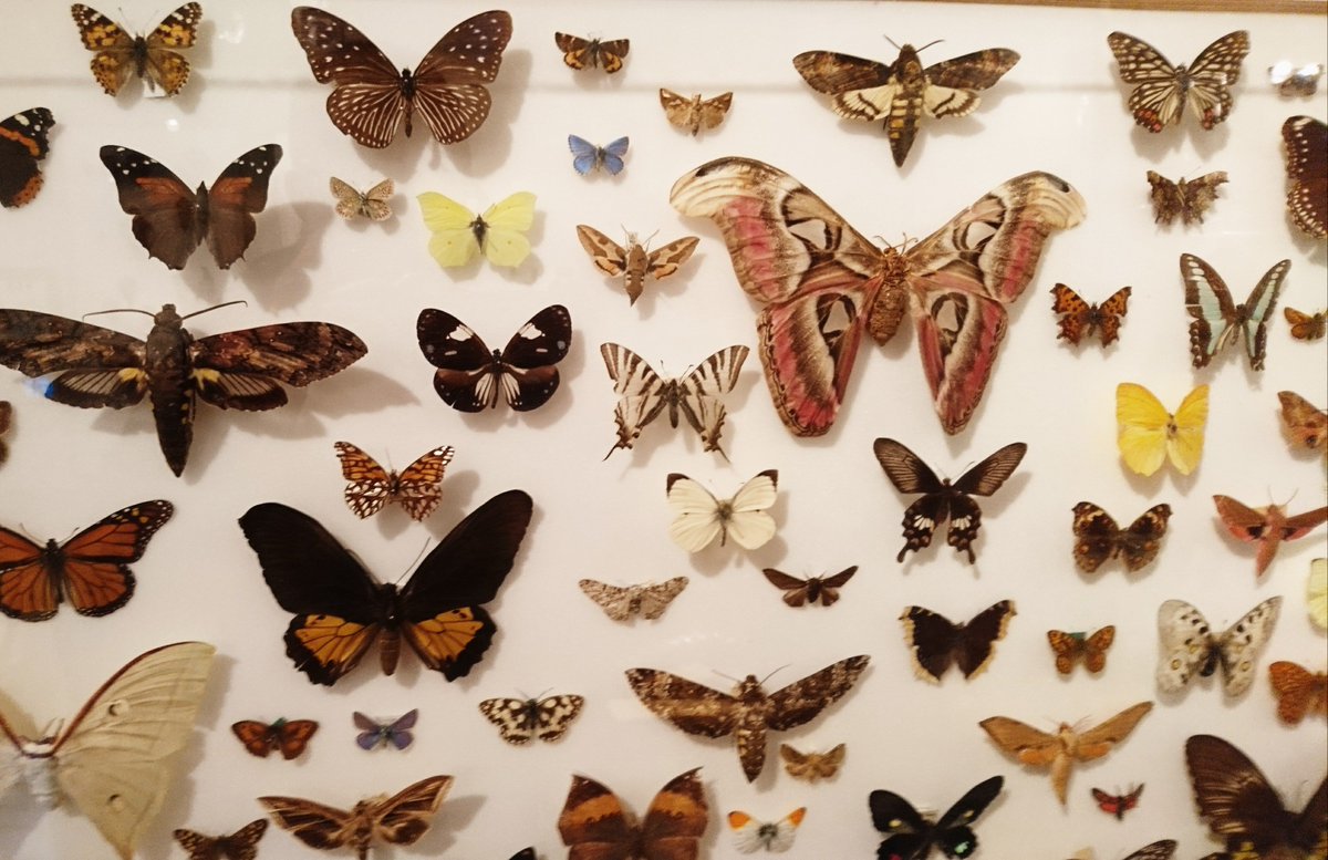 EgyptMcr's tweet image. Off to @derbymuseums today to follow up on a visit back in January and discuss #worldcultures #Egyptology #cocuration. See you around, @tonybutler1?