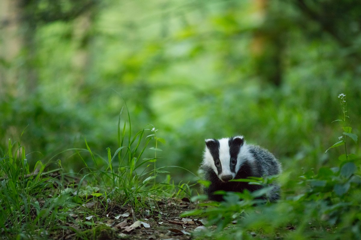 Badger Sightings tweet media