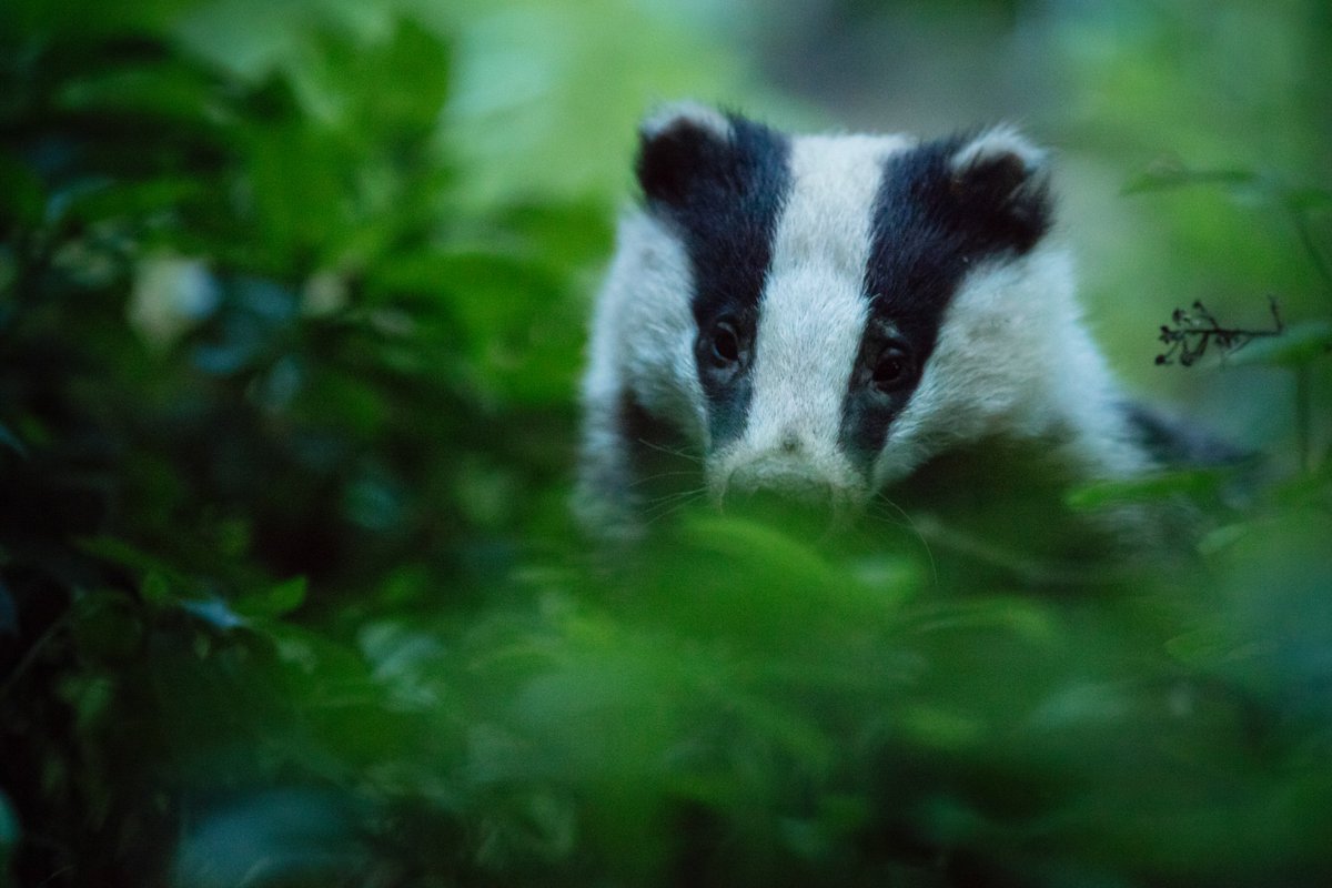 Badger Sightings tweet media