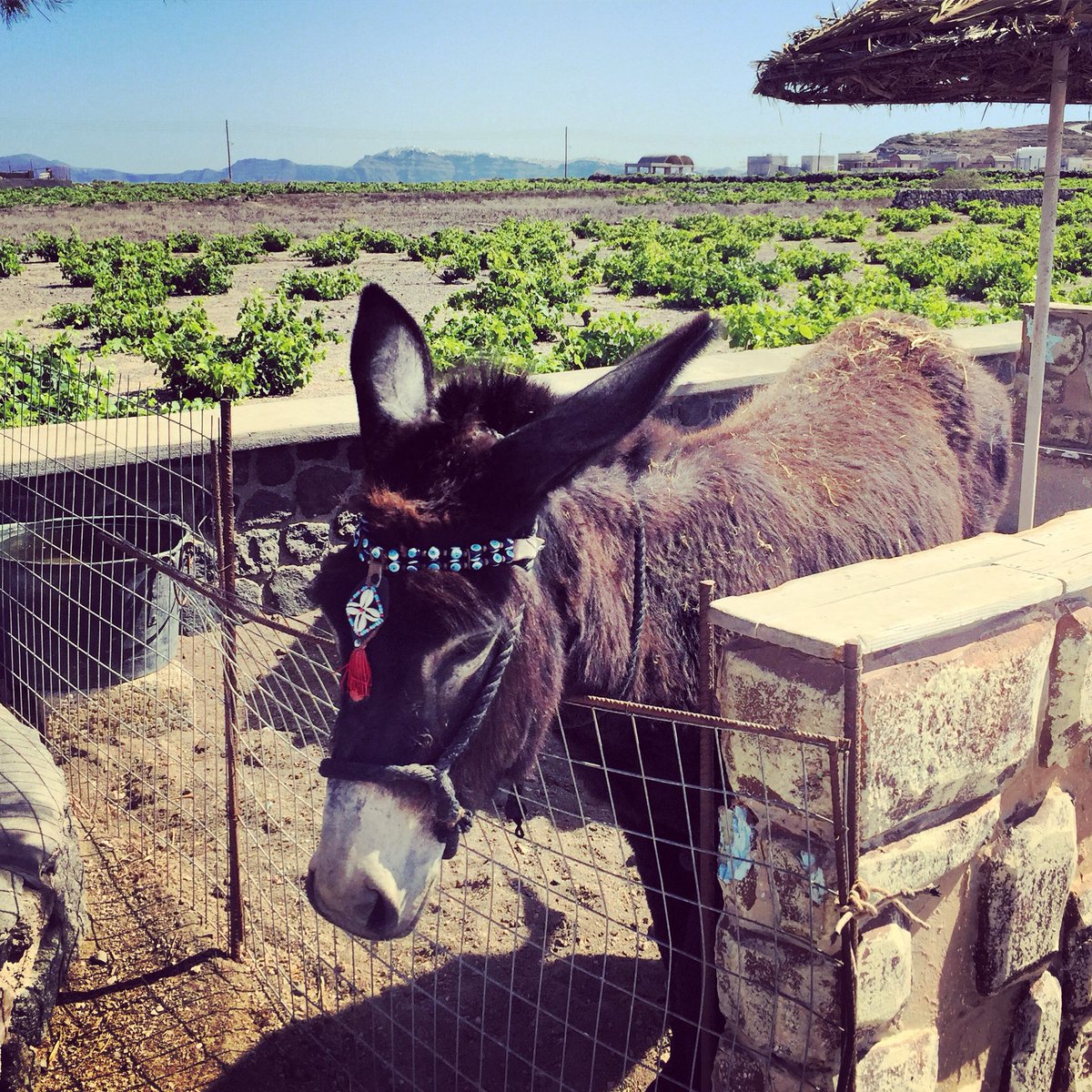 Santorini_Guide's tweet image. #goodmorning from #santorini #greece santoriniguide.gr