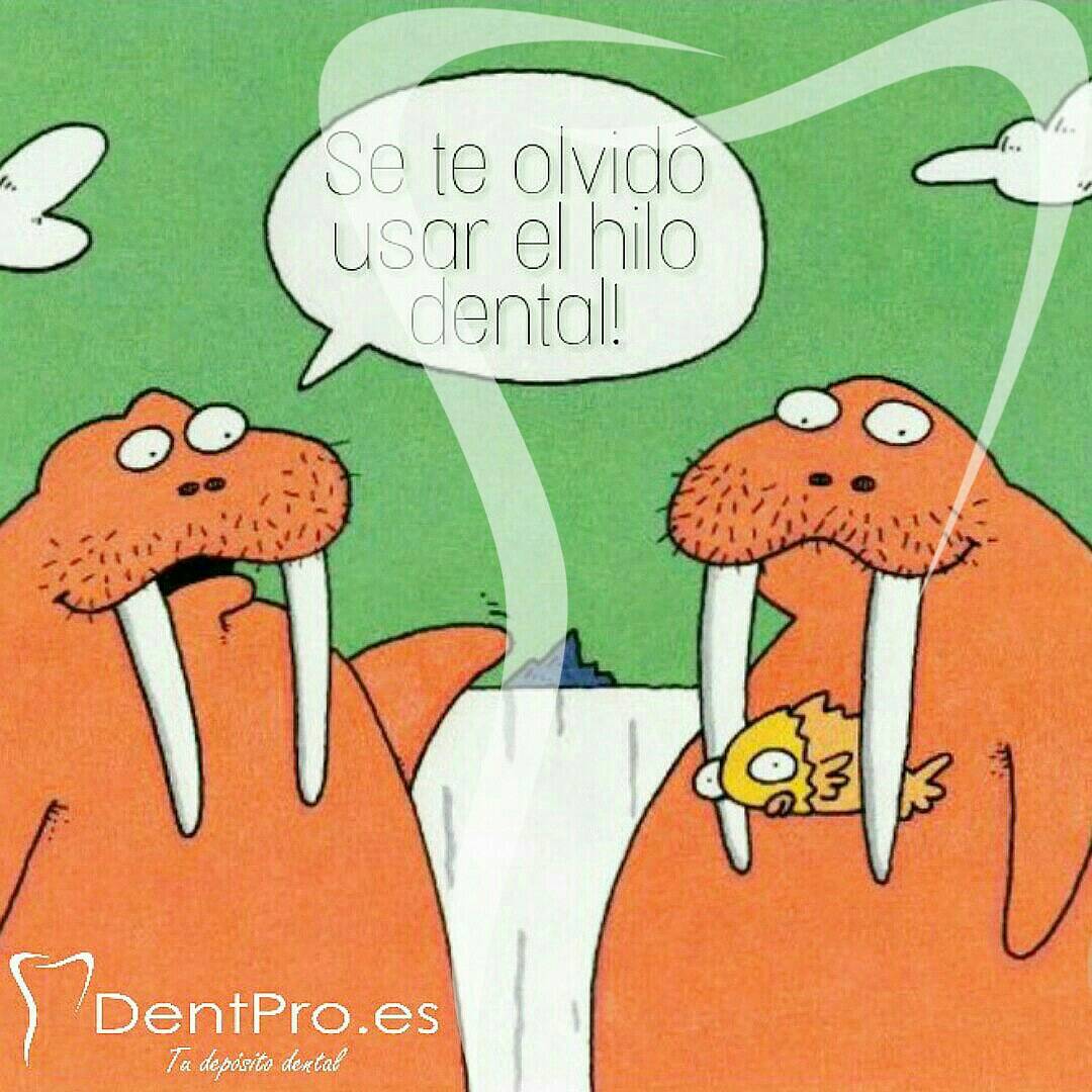 DentPro33's tweet photo. Que no os pase como a la morsa!!! Utilicen y enseñen a vuestros pacientes la mejor técnica de higiene bucal.
DentPro tu Depósito Dental de Confianza.
https://t.co/HdF3EgnHVd #dentpro #higienebucodental #cepillosdentales #hilodental #saludbucal #humor #chisteodontologico https://t.co/wj3sfx582O
