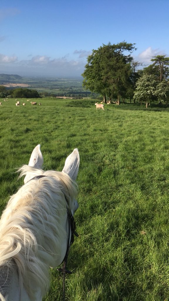 No1EstateBoss's tweet image. Weird to think people lived in this field in the Iron Age. Probably also weird I say hello to them when I get to the top of the hill #sameview 2600 years apart!!