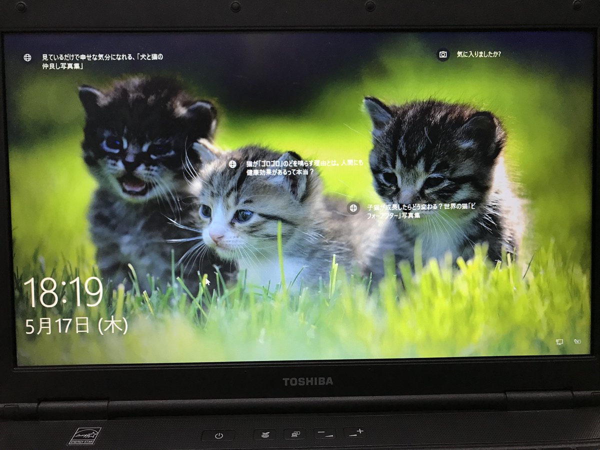 金ペン堂 裾野市の文房具店です Windows10のロック画面 Windowsスポットライト の画像が急にこれになってうれしい Windows10 Windowsスポットライト ネコ 猫 子猫 猫好き 金ペン堂 裾野市 裾野 静岡 文房具 文具 文具店 T Co