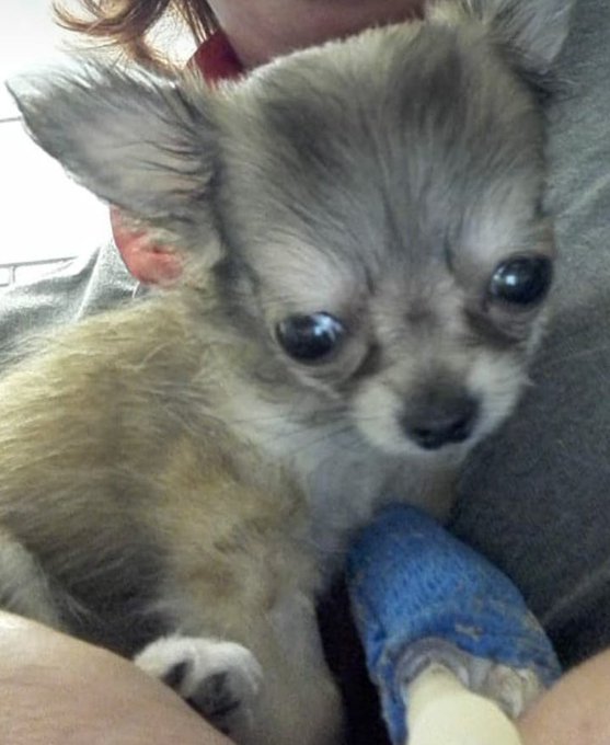 Questa &egrave; una foto della mia cucciola Wendy ieri poco prima che venisse a mancare. Ciao tesoro, ci vediamo<a href="/tag/scomparsa"class="tags"><span>#scomparsa</span></a>