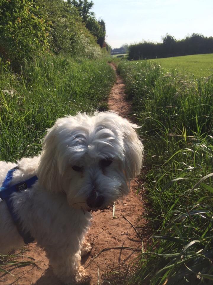Upton420Upton's tweet image. #OTcomm green space with my best furry friend 🐶