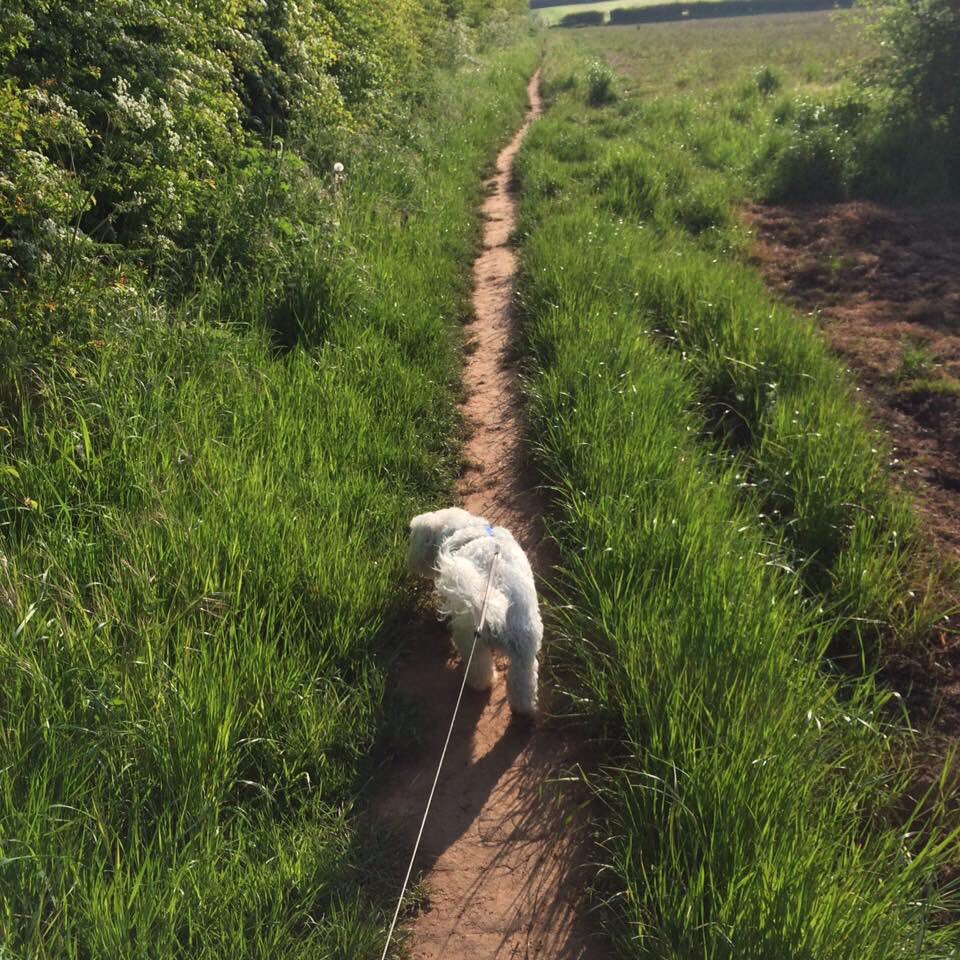 Upton420Upton's tweet image. #OTcomm green space with my best furry friend 🐶