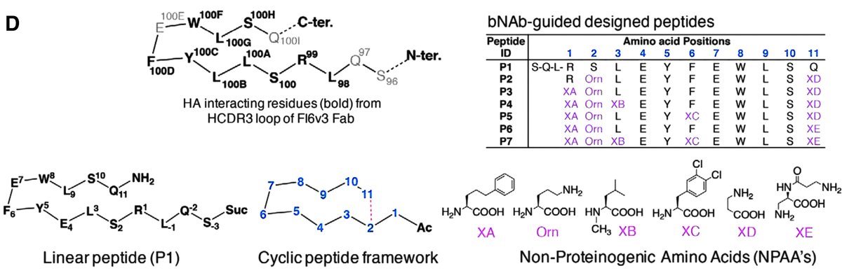 rosie_npr's tweet image. Influenza #therapeutics with new targets and mechanisms of action are urgently needed to combat potential pandemics, emerging #viruses, and constantly #mutating strains in circulation. Starting Big to End up Small | GEN buff.ly/2IoUciR