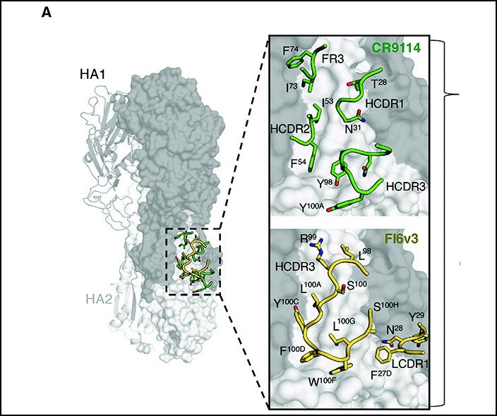rosie_npr's tweet image. Influenza #therapeutics with new targets and mechanisms of action are urgently needed to combat potential pandemics, emerging #viruses, and constantly #mutating strains in circulation. Starting Big to End up Small | GEN buff.ly/2IoUciR