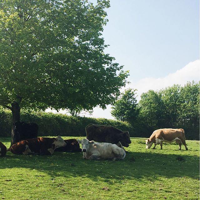 PaperPaperUK2's tweet image. Lazy cows.
.
.
.
.
.
.
.
.
.
.
.
#bucolic #cows #newforest #ilovethemonthofmay #may #countrylife #countryliving #countrylanes #cowparsley #favouritemonth #pursuepretty  #countryandcoast #thisprettyengland #myhappyview #simplepleasures #allkindsofnature #… ift.tt/2GrCiWC