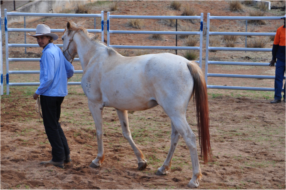 NTCattlemen's tweet photo. TRAINING, EMPLOYMENT and SUPPORT: NTCAโs #RealJobsProgram encourages Indigenous youth to shape the future of our industry. @IndigenousLandCorporation https://t.co/MRkSBv4P9y