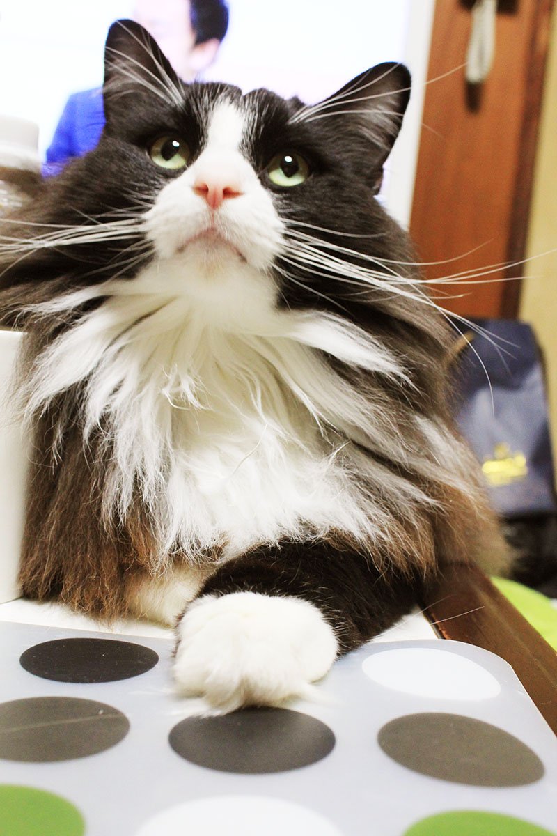 これ見た人は子猫が成長した画像貼れ ノルウェージャン メインクーン編 Togetter これ見た人は子猫が成長した画像貼れ ノルウェージャン メインクーン編 Togetter
