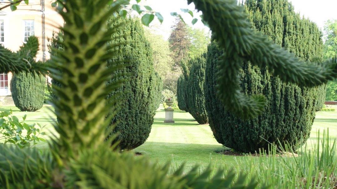 Kimberleyvenue's tweet photo. A lovely view through our Monkey puzzle #tree towards the regency urn. #gardens #WeddingVenue https://t.co/d9fm9mSpPL