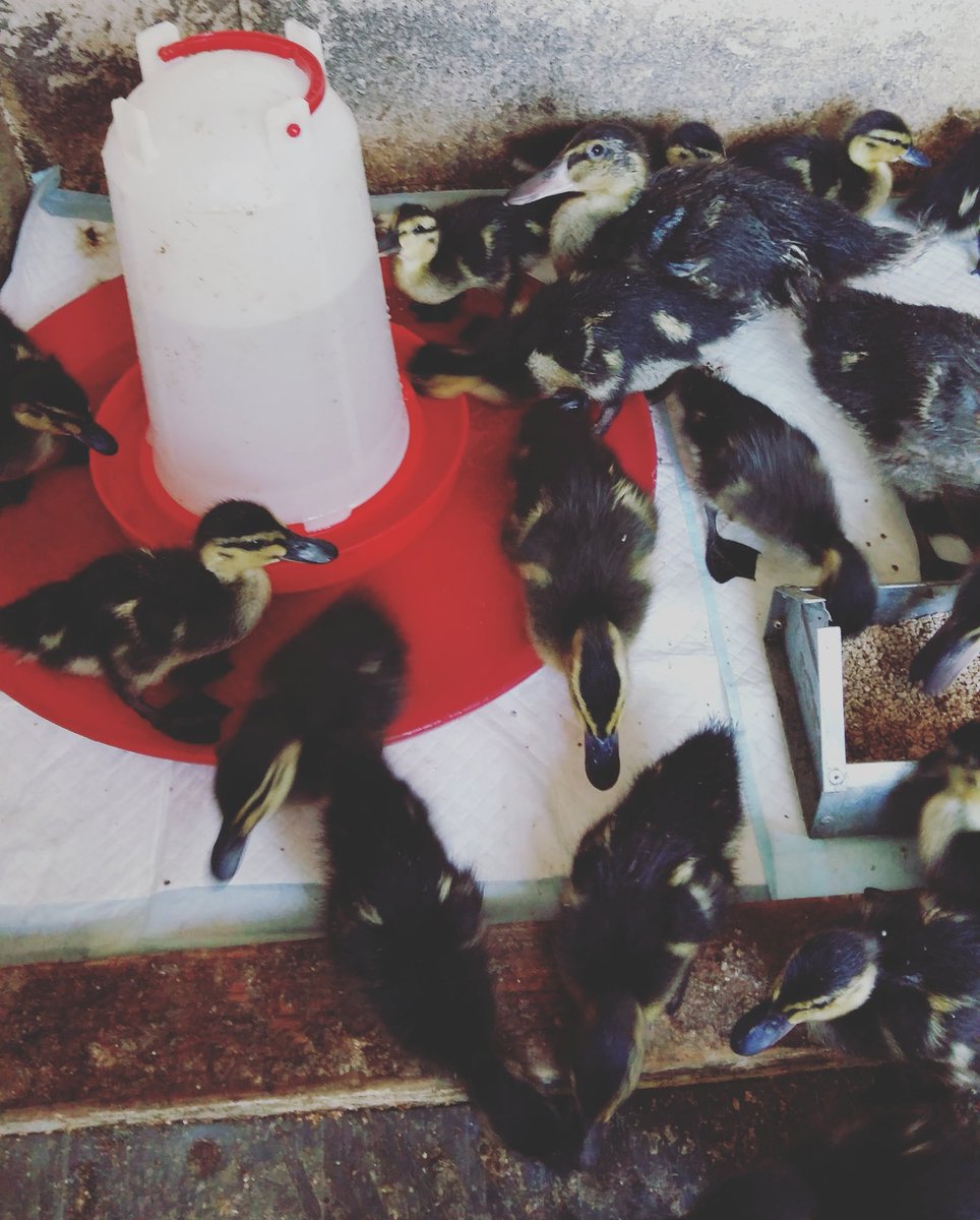 melthamwildlife's tweet photo. Just a few of the many ducklings we are caring for now.

#ducklings #birds #rescueandrelease #wildliferescue #animals https://t.co/qfGyfdTyig