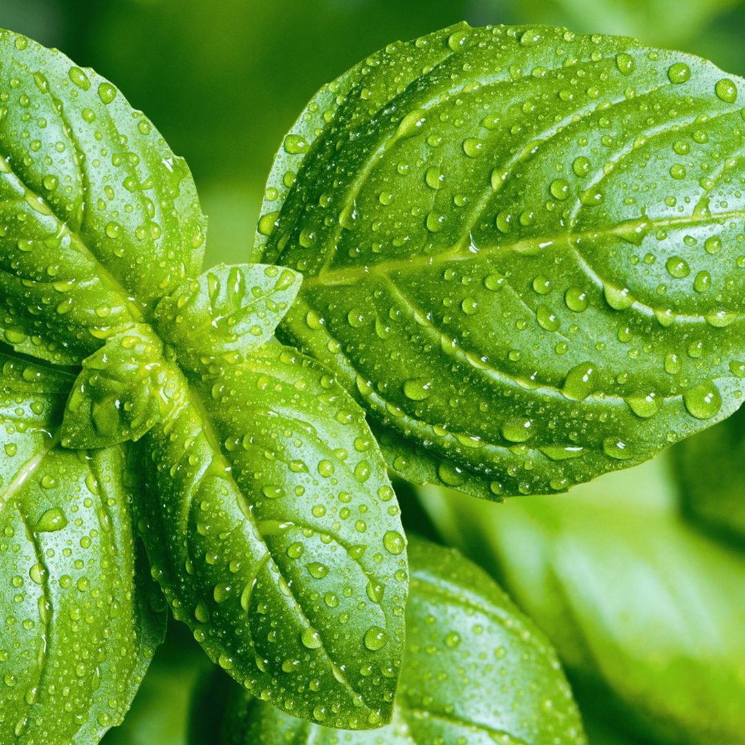 BedKillers's tweet photo. #DidYouKnow that basil can be used to help repel mosquitoes?
Plant some of these herbs in your garden!
https://t.co/oMivHSQMCU
#Mosquitoes #Garden https://t.co/SHQS4JbjJg #Pestcontrolserviceslondon #bedbugkillers.co.uk