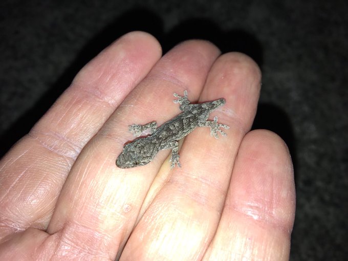 家守のtwitterイラスト検索結果 古い順