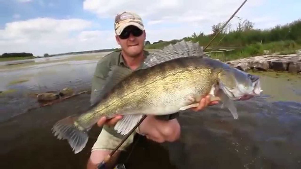 TrophyHunting2's tweet image. Retweet or you’ll miss a walleye this big next time you go fishing!! 👍🏻😎😏😂😳