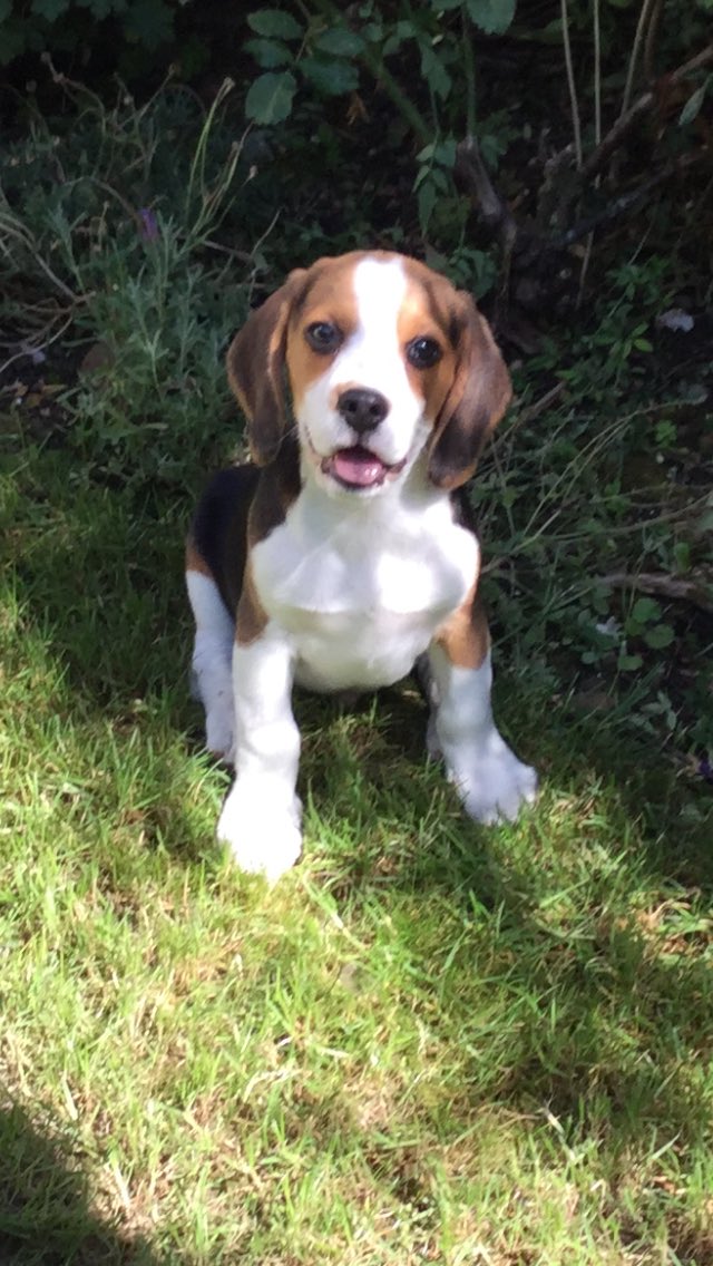 SENDCWA's tweet photo. Proud to introduce the newest member of our staff, Angus. He has been helping us with our transition meetings to reduce anxiety in our upcoming students for September. #bespoketransitions https://t.co/Z2j0J4jvw2