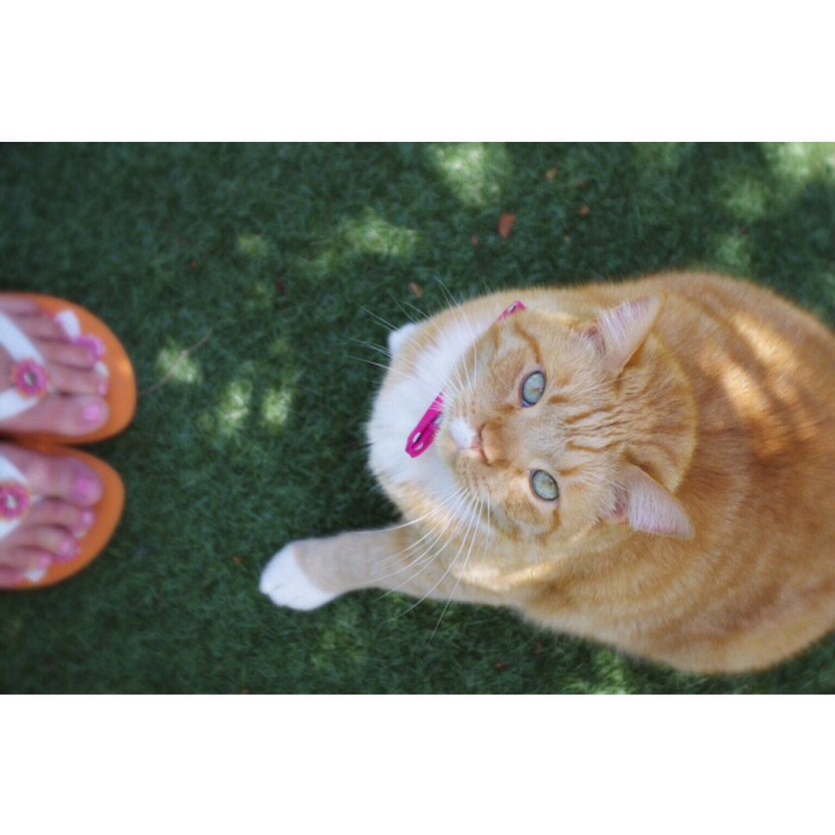 GingerHobbes's tweet photo. 💗I see London, I see France💗

#tbt #💗 #pinktoes #pinkbowtie https://t.co/nlyTLOSqmj