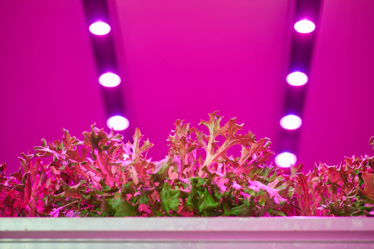 Together with Travaglini FarmTech we are building Italy’s first #vertical #farm plant research lab , serving the Italian market as the first step of a global strategy. ow.ly/gV4Y50hkkaR #LED #lighting #verticalfarming