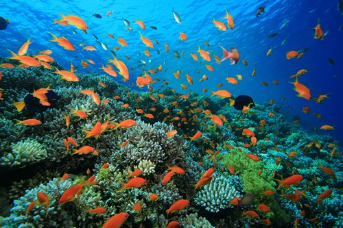 The_Microbiome's tweet photo. Sea anemone and holothurian #microbiomes: biotechnological potential as microbial pesticides by @isabel_reche_c @eleonpalmero @iMareNatural
Read more here: https://t.co/rnzkvWFWPN https://t.co/s3QrWQGG1t