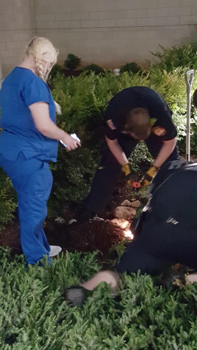 BoroFireRescue's tweet photo. Engine 4 made a special rescue last night. These sweet babies were stuck in a drain at Saint Thomas Rutherford. https://t.co/jds0AaAEpQ