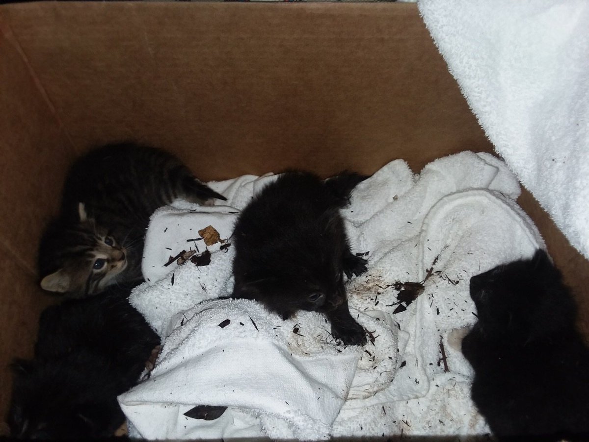 BoroFireRescue's tweet photo. Engine 4 made a special rescue last night. These sweet babies were stuck in a drain at Saint Thomas Rutherford. https://t.co/jds0AaAEpQ
