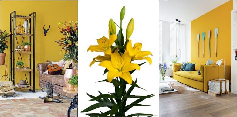 DoubleCheckLily's tweet image. GEEL is de trend in interieurland! Hoogste tijd dus om onze GELE klassieker NASHVILLE weer even aandacht te geven: een sterke, transportbestendige lelie met lang vaasleven. En zijn intense kleur is uniek in lelieland. NASHVILLE is jaarrond te verkrijgen bij Double Check Lily.