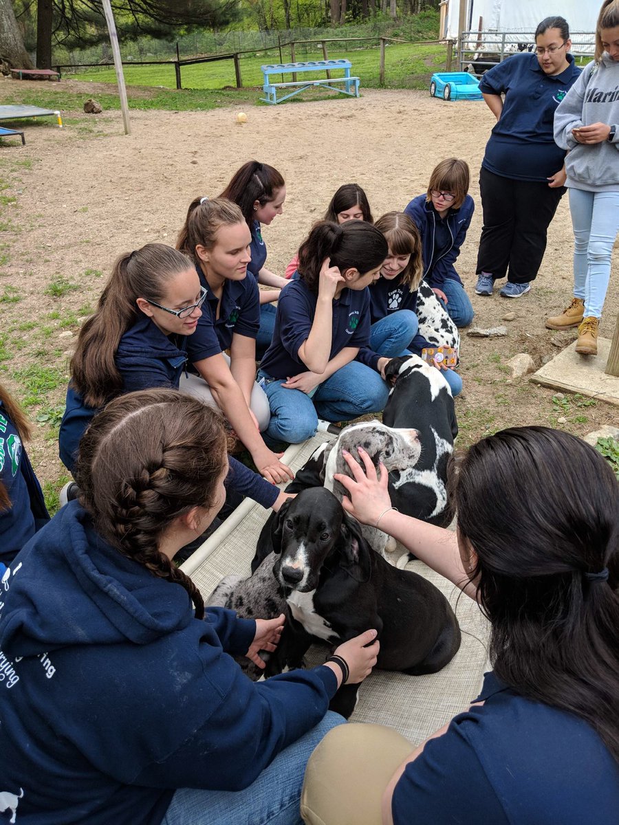 ENSCompanion's tweet photo. Our Seniors at @ServiceDogPr ThankYou Carlene for taking time and sharing your expertise with our students. #greatdanes #mobilityservicedogs #servicedogproject https://t.co/ATZ6Oz2aPk