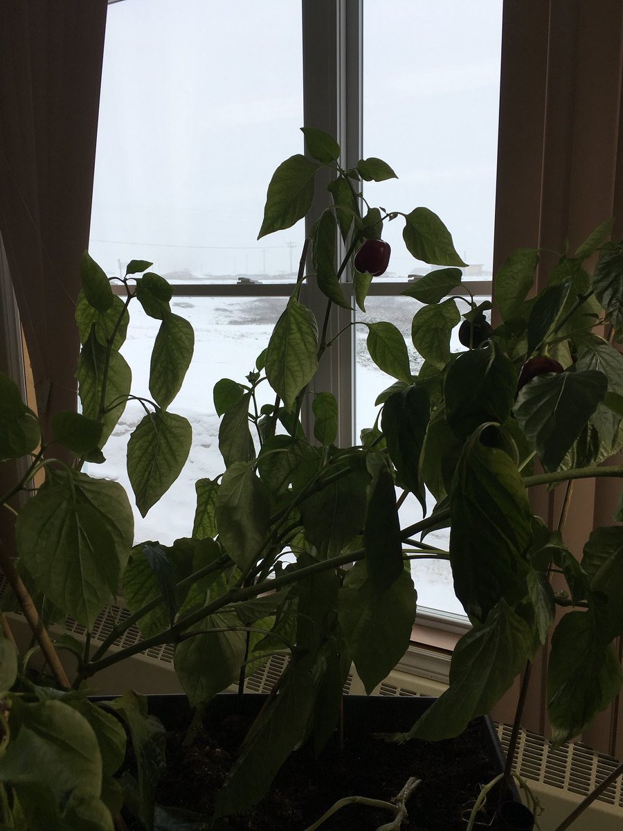 MsJacobs_NL's tweet photo. Good thing we have plenty of light and warmth inside for our garden. Outside? Not so much... #whatmonthisit? #snowing #indoorgarden #lgt #nlwx #snowsnowgoaway https://t.co/MKkGdPXMep