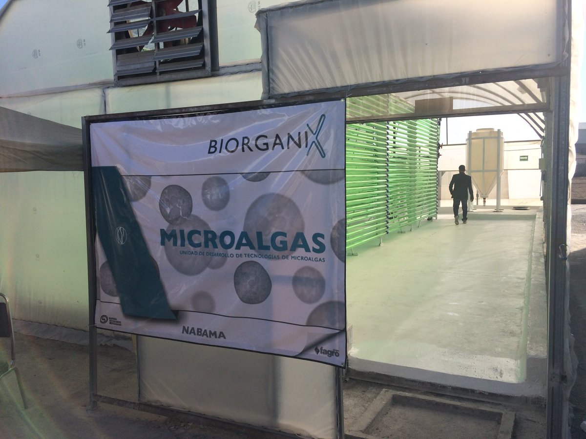 Mike_J_Allen's tweet photo. Big day ahead as Biorganix officially unveil the new #NABAMA #photobioreactor to the world! Everything is looking good so far! 🇬🇧 🇲🇽 https://t.co/PRGHEx7HXC