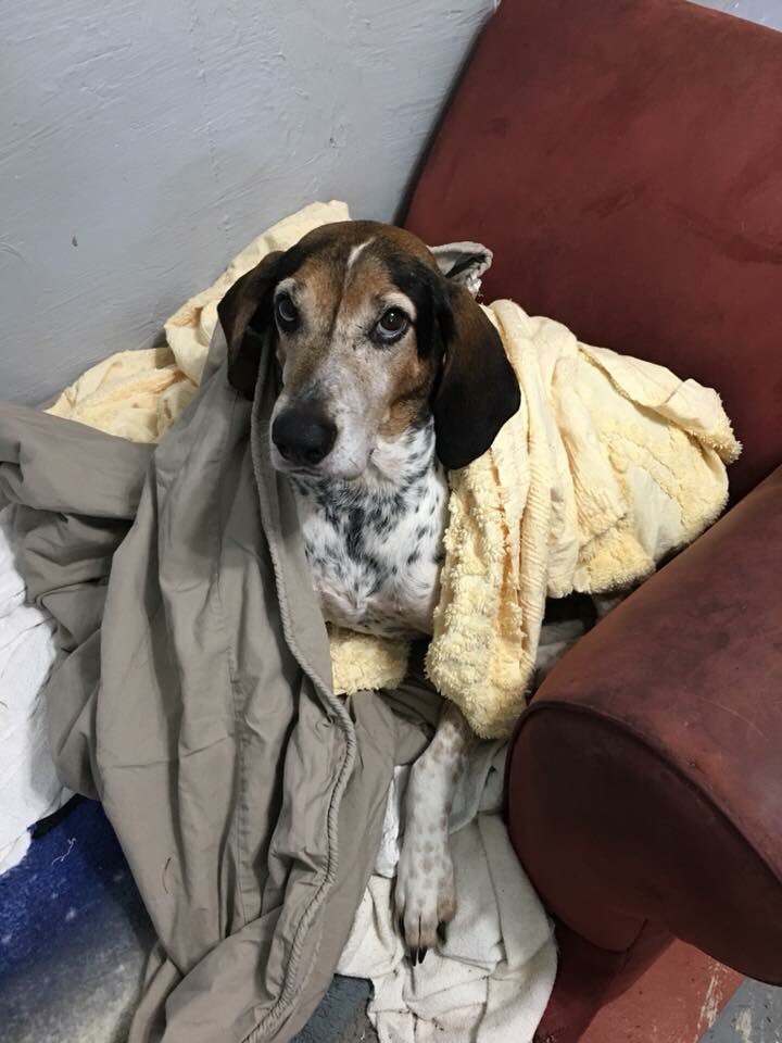 ReHomeStore's tweet photo. Our Pal's Place alum, Walker, is the beneficiary of some great shopping choices by his dad!  Walker gives his seal of approval for ReHome Superstore and these comfy blankets his dad bought for him!  He’s especially glad the purchase will help homeless pets just like he once! https://t.co/3RkuJiekji