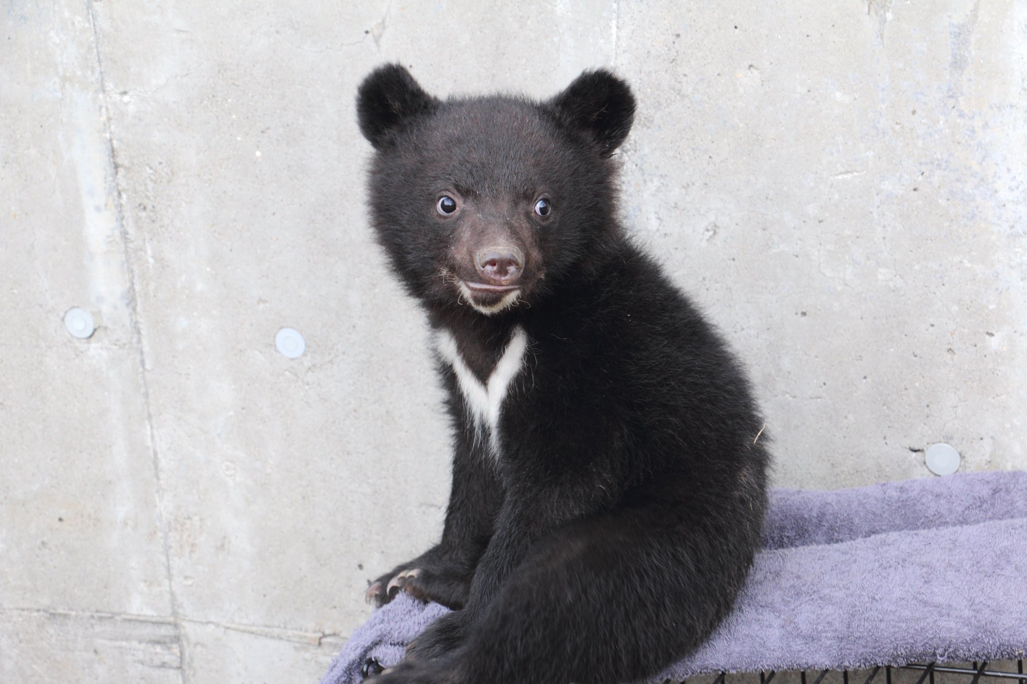 Twitter पर りりぽ ２回目だったけどツキノワグマの赤ちゃんとのふれあいコーナーは今回が初めてでまだあどけない姿にキュンキュンしてしまいました 秋田県 北秋田市 くまくま園 阿仁熊牧場 ツキノワグマ 子熊 写真好きな人と繋がりたい