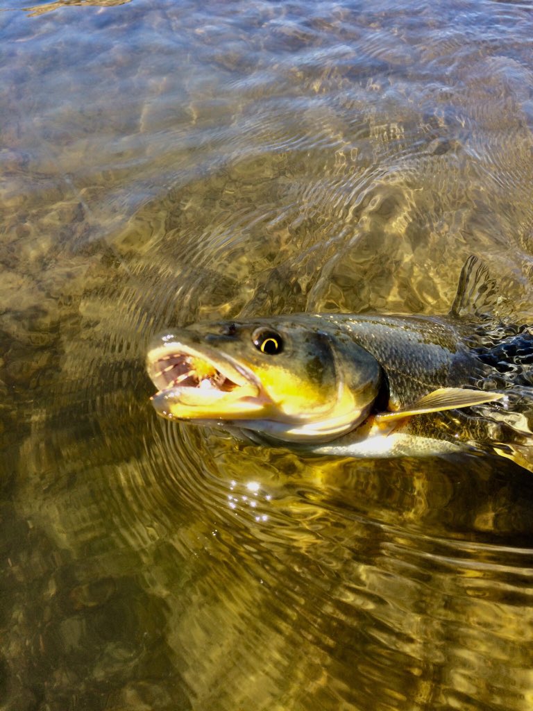 C_OTroutSlayer's tweet photo. @OSUsmokey If u catch any NW pike minnows throw them up on the bank #nopikeminnowsintheD https://t.co/nSjc1DIKOg