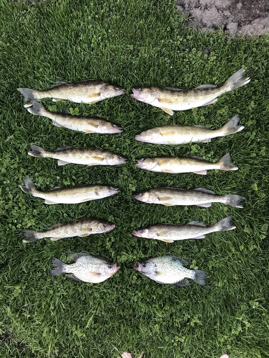 TrophyHunting2's tweet image. Very successful Wednesday! Caught our limit in Walleye and added a few crappie into the mix as well! 🎣👊🏼 #WalleyeWednesday #TrophyHunting