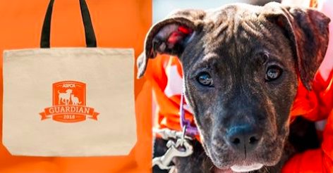 TeamASPCA tweet media