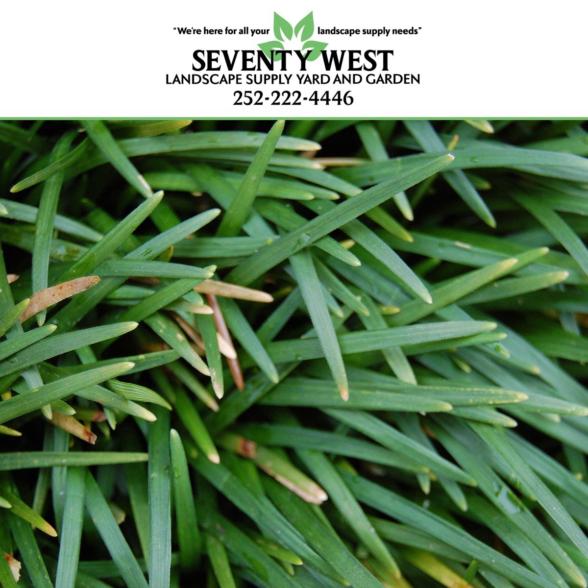 WestSeventy's tweet photo. If you are searching for something unique to plant in your yard this summer, such as #DwarfMondoGrass, then be sure to visit us here at #SeventyWest #LandscapeSupply. We pride ourselves on taking care of all your #yard and #landscape supply needs right here in #CarteretCounty. https://t.co/D6G1ATN16g