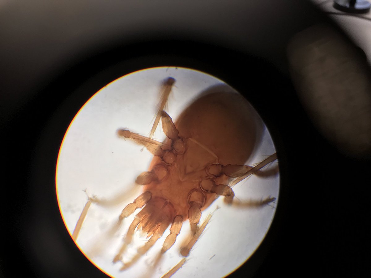 FABSOIL's tweet photo. Learning all things #soilbiology with @NaturalEngland

#soil #mites #mesostigmata https://t.co/lpO1bWgg7x