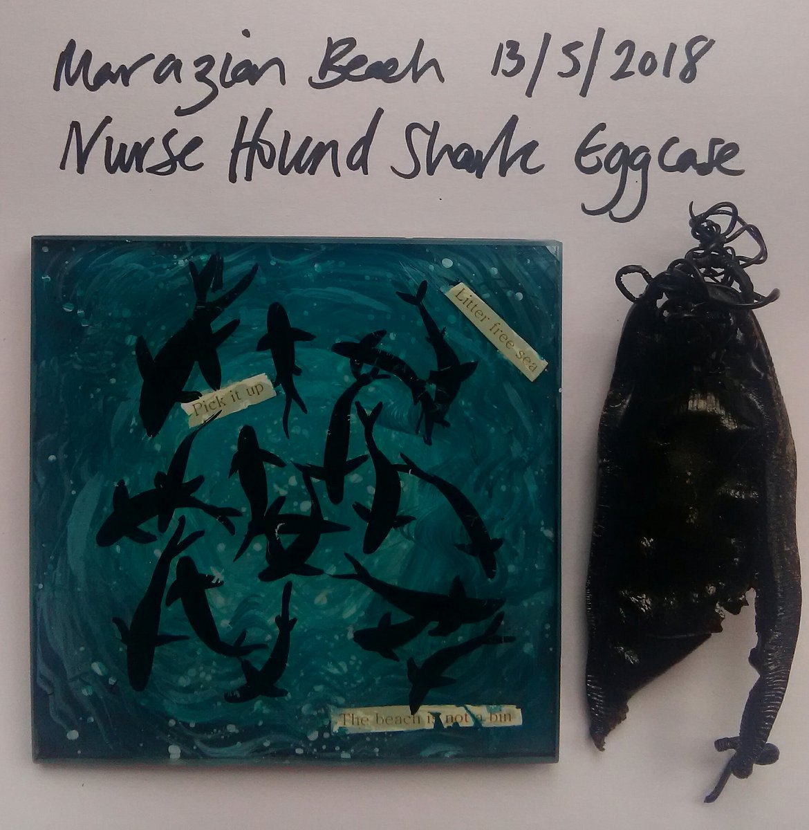 Tidalmarks's tweet photo. @GoneForGoodApp @aplastic_planet @lillyspickup @NatGeo @ZilchUK @mcsuk @ashortwalk @BlueReefNewquay @PlasticPollutes Thanks for the Rt much appreciated look at this #mermaidspurse #eggcase we also found :) #inspired by #nature.
I've got some great community exhibitions coming up, can't wait to share it! 
#naturelovers #litterfreecoastandsea #litterpickerslovenature
#forthefuturegenerations https://t.co/tbtzCfdKkK