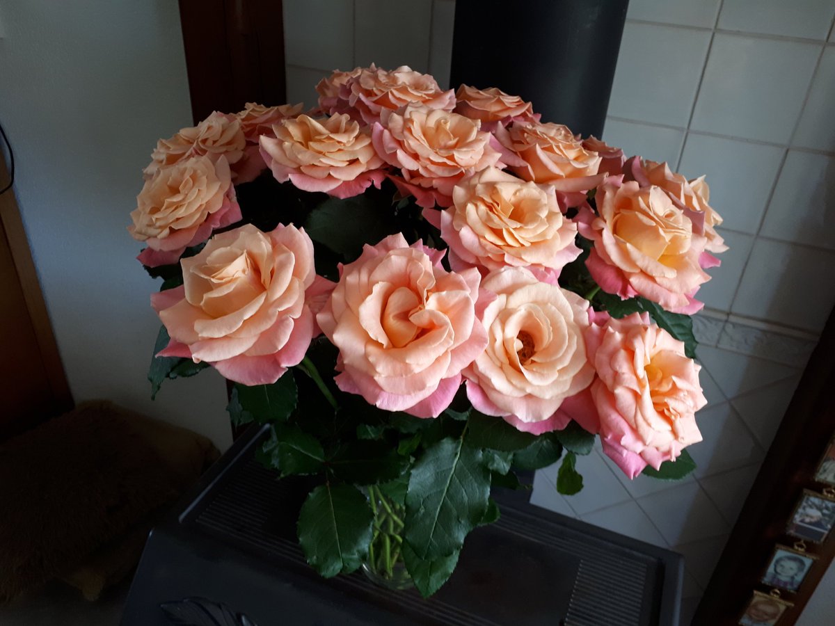 Miss Piggy, jawel, dag 7 <a href="/porcellarosa/">Porcellarosa</a>