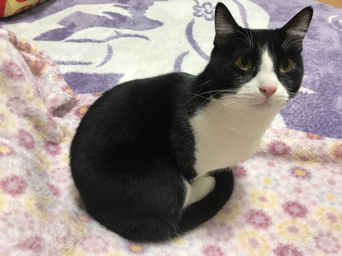 これ見た人は子猫が成長した画像貼れ スコティッシュフォールド マンチカン編 2ページ目 Togetter これ見た人は子猫が成長した画像貼れ スコティッシュフォールド マンチカン編 2ページ目 Togetter