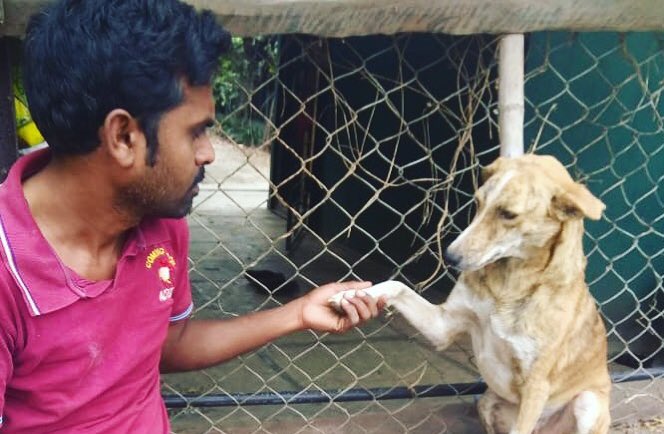 Canine Control and Care tweet media