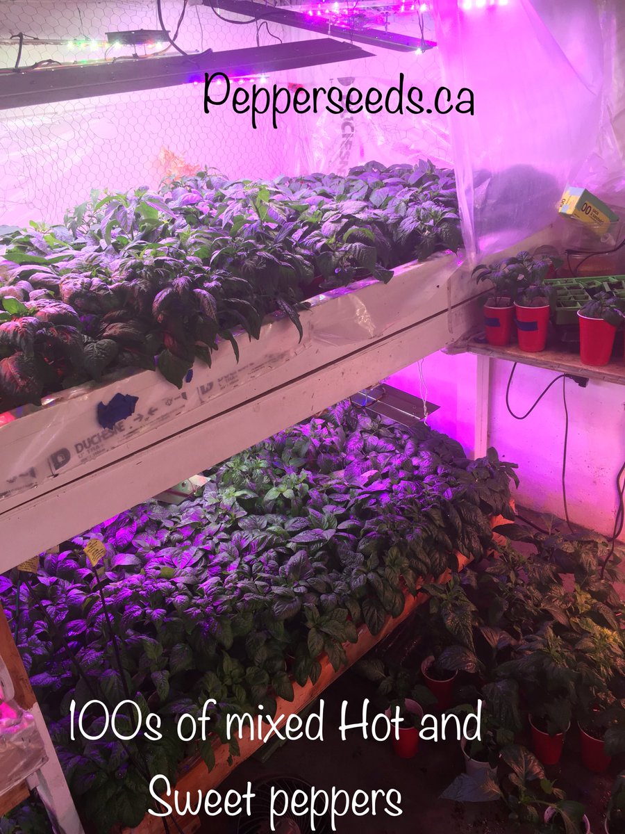 #APSpeppers #peppers #capsicum #2018peppers #100sofpeppers #APSproduction just a look at this years #bellpeppers and #jalapenopeppers and others #poblanopeppers  #Poblancopeppers  #anthempeppers  #bananapeppers  #growingpeppers pepperseeds.ca